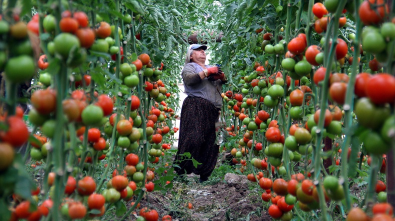 Domates geliri 312 milyon dolar | Al Jazeera Turk - Ortadoğu, Kafkasya