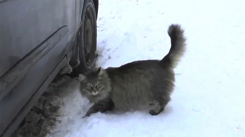 kedi bebegi donmaktan kurtardi al jazeera turk ortadogu kafkasya balkanlar turkiye ve cevresindeki bolgeden son dakika haberleri ve analizler