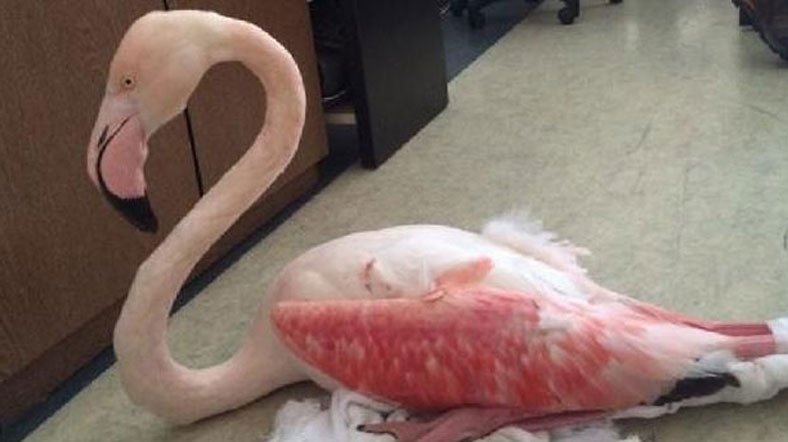 bursa da flamingo vuruldu al jazeera turk ortadogu kafkasya balkanlar turkiye ve cevresindeki bolgeden son dakika haberleri ve analizler