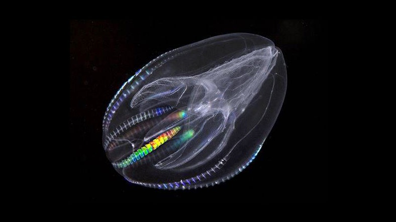 Comb jellies