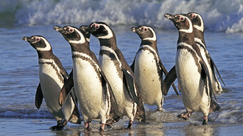 Küresel ısınma Penguenler'i tehdit ediyor Küresel ısınma Penguenler'i tehdit ediyor