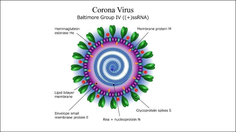 SARS'ın türevi olar Corona virus can alıyor. SARS'ın türevi olar Corona virus can alıyor.