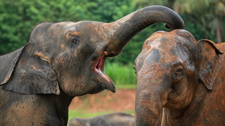 Filler stresli olduklarında birbirlerini avutuyor