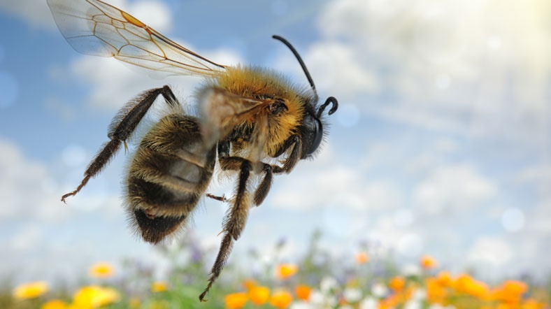 İthal arılar virüs yayıyor