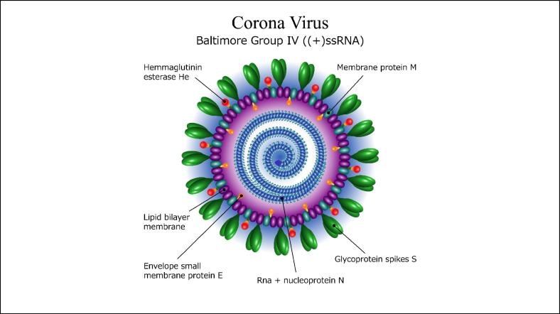Corona virüsünü durduracak aşı ve antibiyotik henüz bulunamadı.