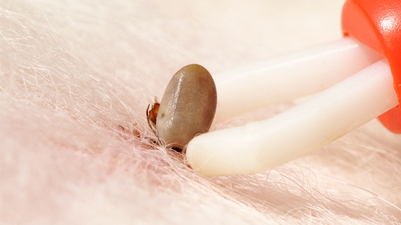 Kırım Kongo Kanamalı ateşi kene ile temastan 1-9 gün sonra ortaya çıkıyor. [Fotoğraf: Shutterstock]