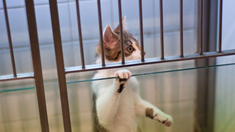 Kedilerin bilimsel deneylerde çeşitli işkencelere maruz kaldığı iddia ediliyor