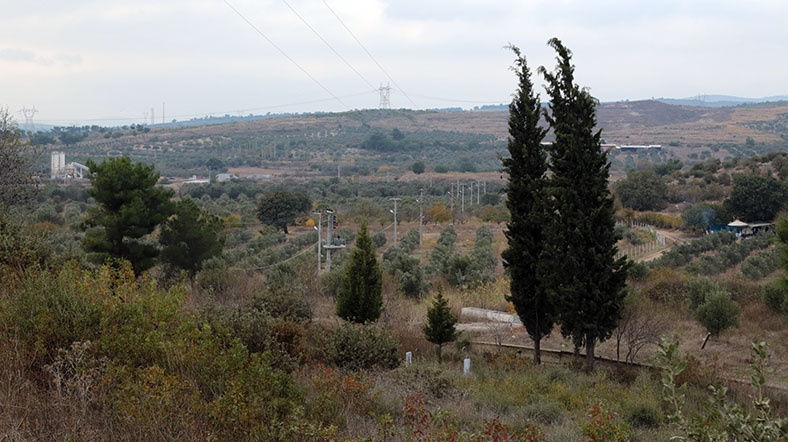 zeytin03