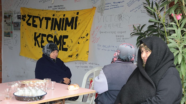 zeytin02