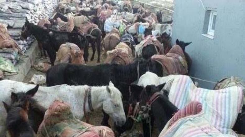 katır katır