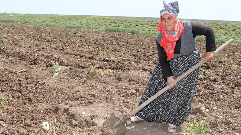 Diyarbakır_Hibe_tarla