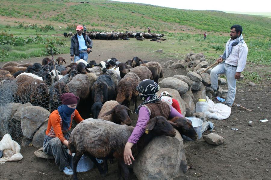 Beritan Aşireti, Şerafettin Yaylası'nda.